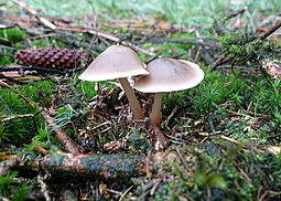 Horngrauer Rübling