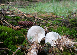 Horngrauer Rübling
