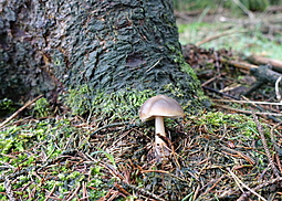 Horngrauer Rübling