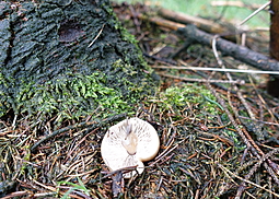 Horngrauer Rübling