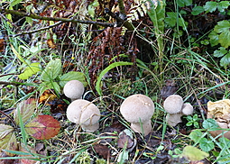 Beutelstäubling
