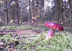 Flammenstieltäubling