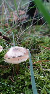 Geruchloses Graublatt  