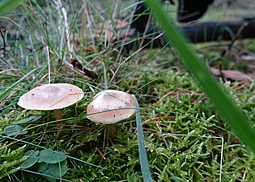 Geruchloses Graublatt  