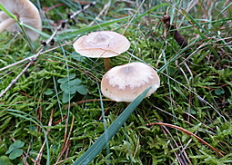 Geruchloses Graublatt  