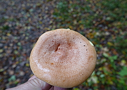 Goldflüssiger Milchling