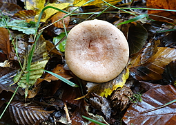 Goldflüssiger Milchling