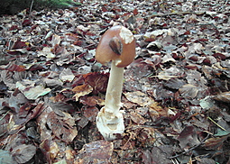 Rotbrauner Scheidenstreifling