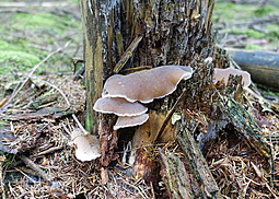Zitterzahn