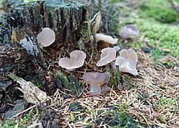 Zitterzahn