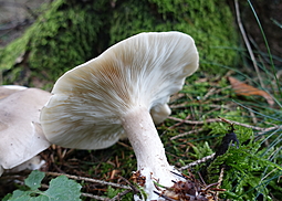 Graukappe