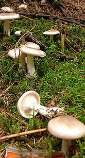 Nebelkappe