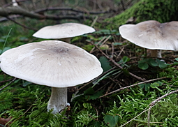 Nebelkappe