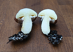 Butterpilz