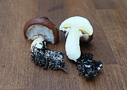 Butterpilz
