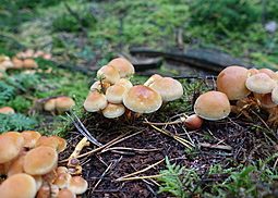 Grünblättriger Schwefelkopf