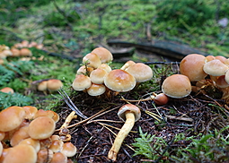 Grünblättriger Schwefelkopf