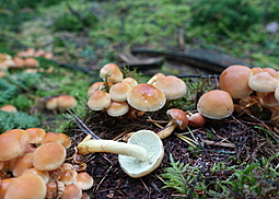 Grünblättriger Schwefelkopf