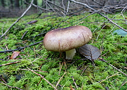 Papageientäubling