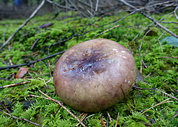 Papageientäubling