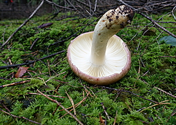 Papageientäubling