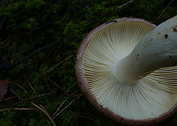 Papageientäubling