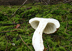 Papageientäubling