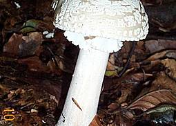 Grauer Wulstling