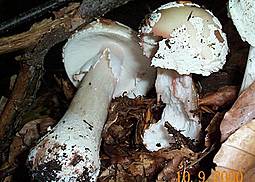 Grauer Wulstling