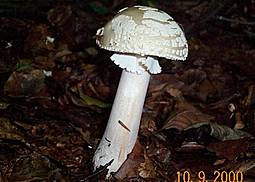 Grauer Wulstling