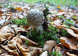 Grauer Wulstling