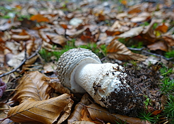 Grauer Wulstling