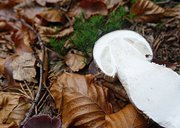 Grauer Wulstling