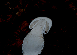 Grauer Wulstling