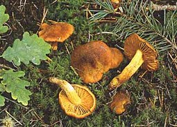 Orangenfuchsiger Raukopf