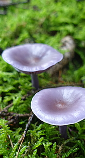 Schmutziger Rötelritterling