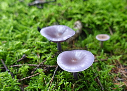 Schmutziger Rötelritterling