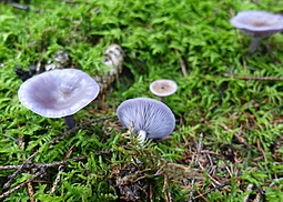 Schmutziger Rötelritterling