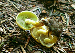Grünblättriger Schwefelkopf