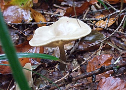 Feldtrichterling