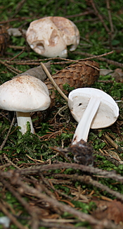 Lästiger Ritterling