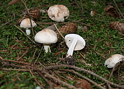 Lästiger Ritterling