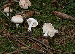 Lästiger Ritterling