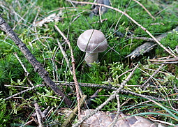 Lila Dickfuß