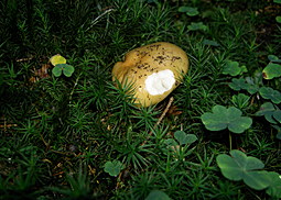 Ockertäubling
