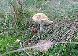 Ockertäubling