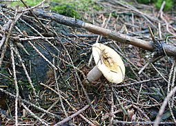 Ockertäubling