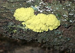 Hexenbutter