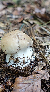 Weißer Steinpilz