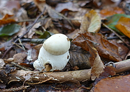 Weißer Steinpilz